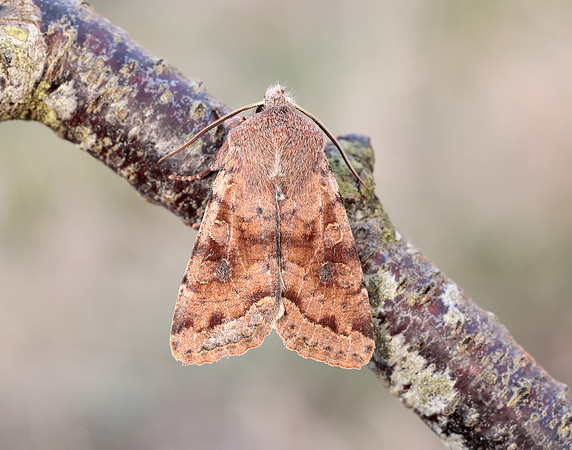 73.242 BF2188 Clouded Drab Orthosia incerta