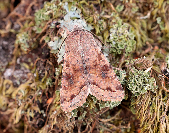 73.242 BF2188 Clouded Drab Orthosia incerta