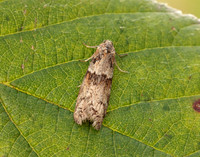 49.044 BF1025 Tortricodes alternella
