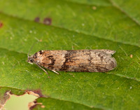 49.044 BF1025 Tortricodes alternella