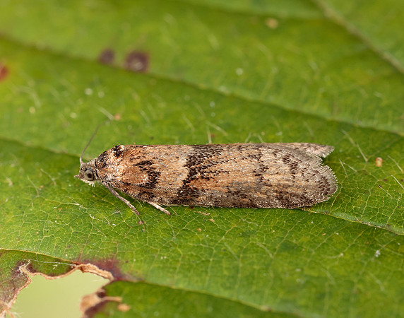 49.044 BF1025 Tortricodes alternella