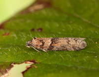 49.044 BF1025 Tortricodes alternella