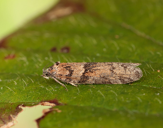 49.044 BF1025 Tortricodes alternella
