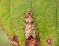 49.044 BF1025 Tortricodes alternella