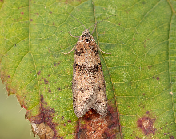 49.044 BF1025 Tortricodes alternella