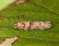 49.044 BF1025 Tortricodes alternella