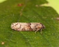 49.044 BF1025 Tortricodes alternella