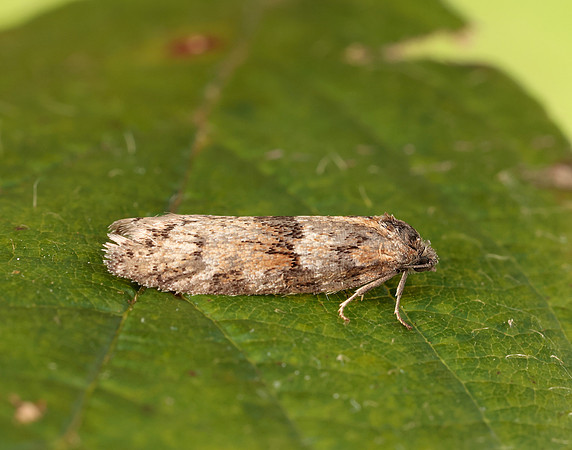 49.044 BF1025 Tortricodes alternella