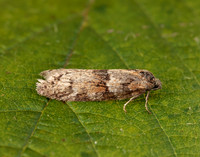 49.044 BF1025 Tortricodes alternella