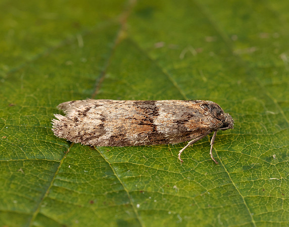 49.044 BF1025 Tortricodes alternella