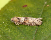 49.044 BF1025 Tortricodes alternella