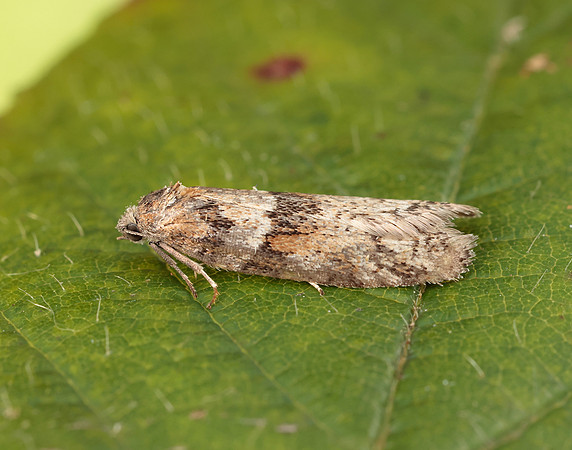 49.044 BF1025 Tortricodes alternella