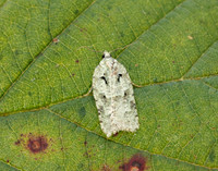 49.087 BF1061 Acleris literana