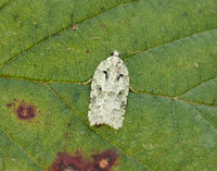 49.087 BF1061 Acleris literana