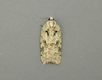49.087 BF1061 Acleris literana