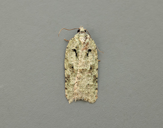 49.087 BF1061 Acleris literana