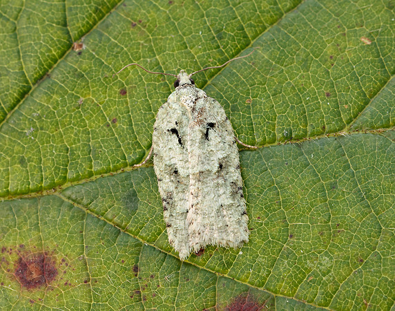 49.087 BF1061 Acleris literana