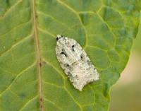 49.087 BF1061 Acleris literana