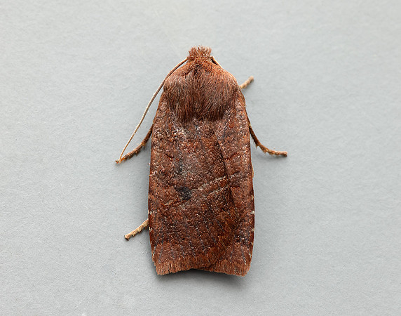 73.195 BF2259 Dark Chestnut Conistra ligula