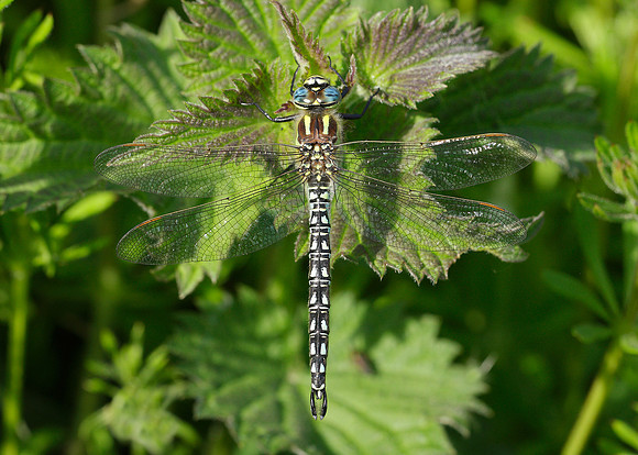 Hairy Dragonfly Brachytron pratense