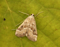 63.117 BF1348 Ringed China-mark Parapoynx stratiotata