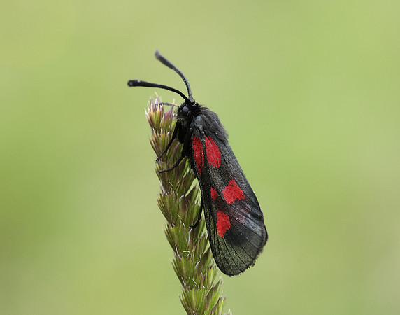 54.007 BF168 New Forest Burnet Zygaena viciae