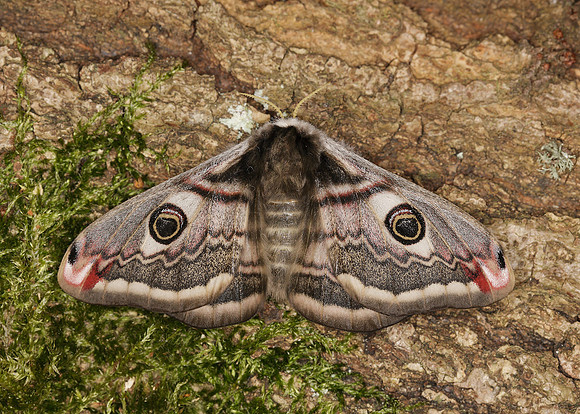 68.001BF 1643 Emperor Moth Saturnia pavonia
