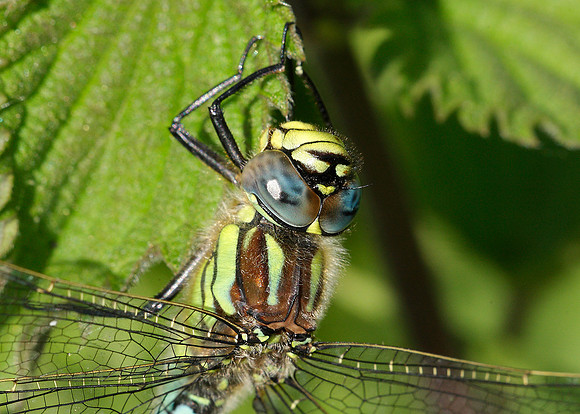 Hairy Dragonfly Brachytron pratense