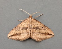 70.046 BF1719 Oblique Carpet Orthonama vittata