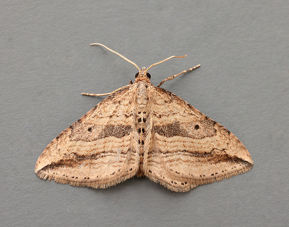 70.046 BF1719 Oblique Carpet Orthonama vittata