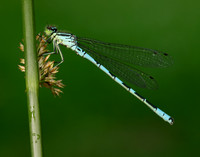Northern Damselfly Coenagrion hastulatum