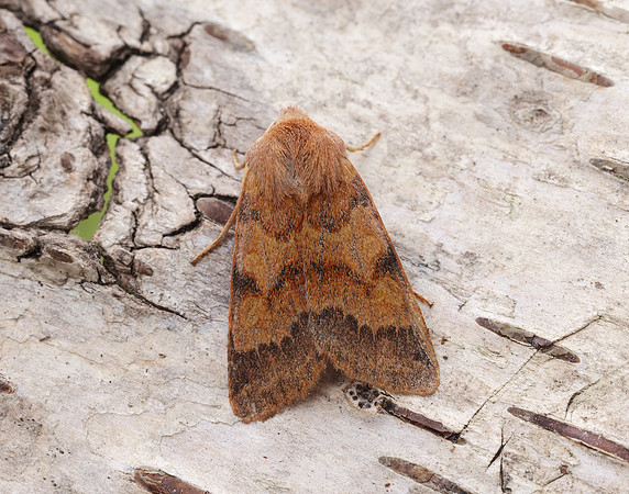 73.188 BF2265 Flounced Chestnut Agrochola helvola