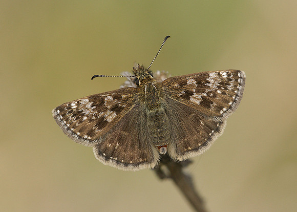 Dingy Skipper Erynnis tages