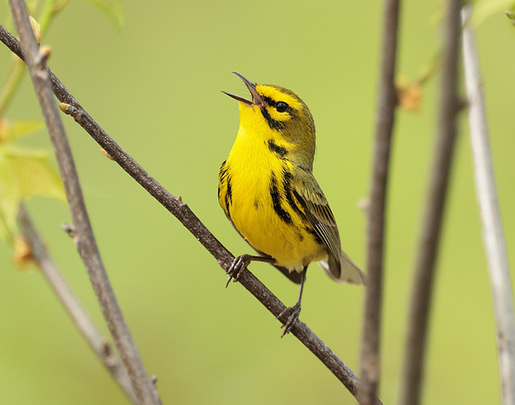 Prairie Warbler Setophaga discolor