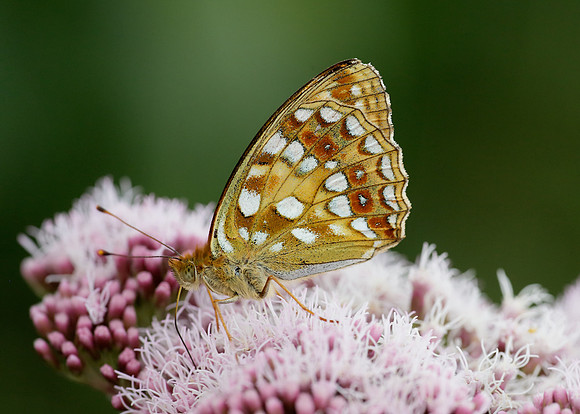 High Brown Fritillary Argynnis adippe
