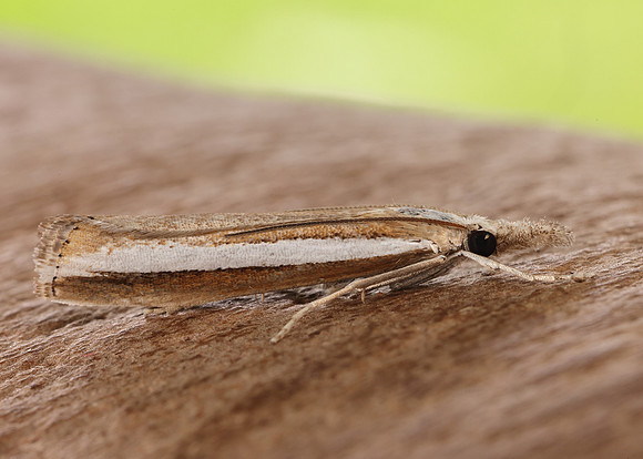 63.091 BF1307 Agriphila latistria