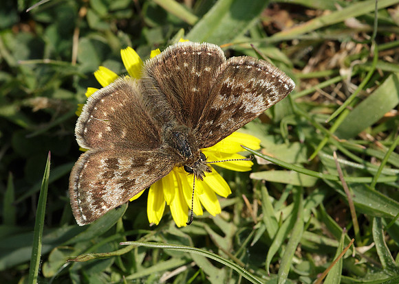 Dingy Skipper Erynnis tages
