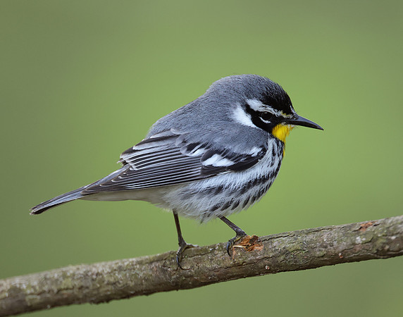 Yellow-throated Warbler  Setophaga dominica