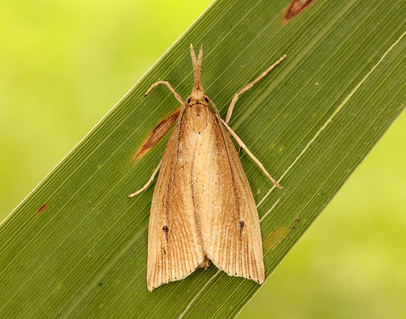 63.077 BF1290 Chilo phragmitella