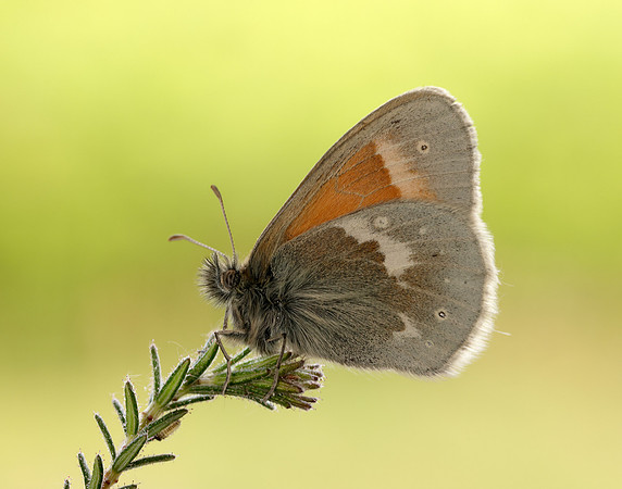 Large Heath scotica Coenonympha tullia scotica