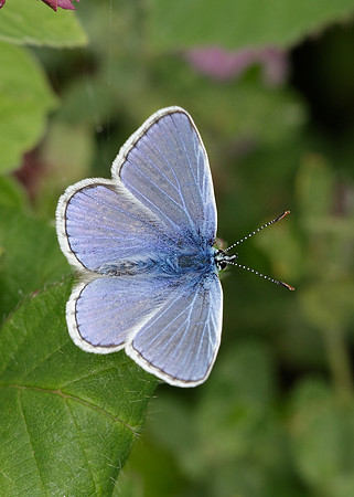 Common Blue Polyommatus icarus