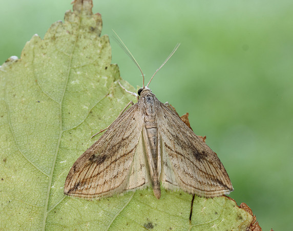 63.057 BF1356 Garden Pebble Evergestis forficalis