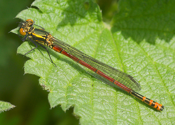 Large Red Damselfly Pyrrhosoma nymphula