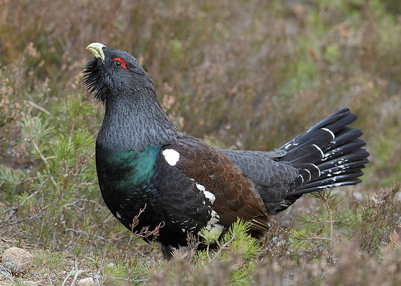 Capercaillie Tetrao urogallus