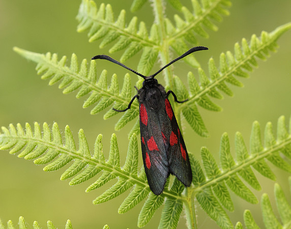 54.007 BF168 New Forest Burnet Zygaena viciae