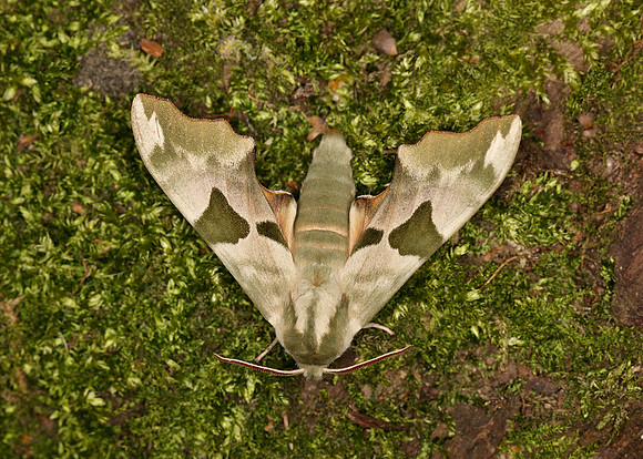 69.001 BF1979 Lime Hawk-moth Mimas tiliae