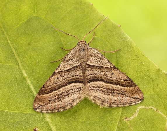 70.039 BF1718 Oblique Striped Phibalapteryx virgata