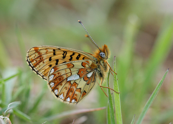 Pearl-Bordered Fritillary Boloria euphrosyne