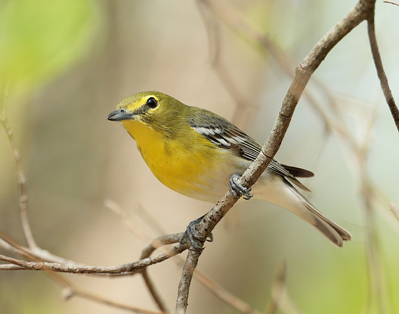 Yellow-throated Vireo Vireo flavifrons