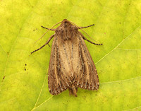 73.136 BF2369 Bulrush Wainscot Nonagria typhae